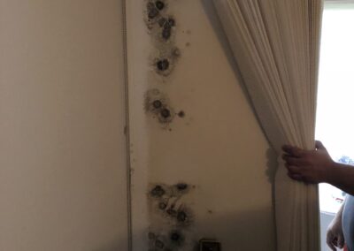 Mold Remediation Clearwater Florida