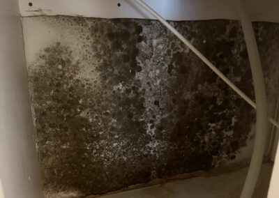 Mold Remediation Clearwater Florida